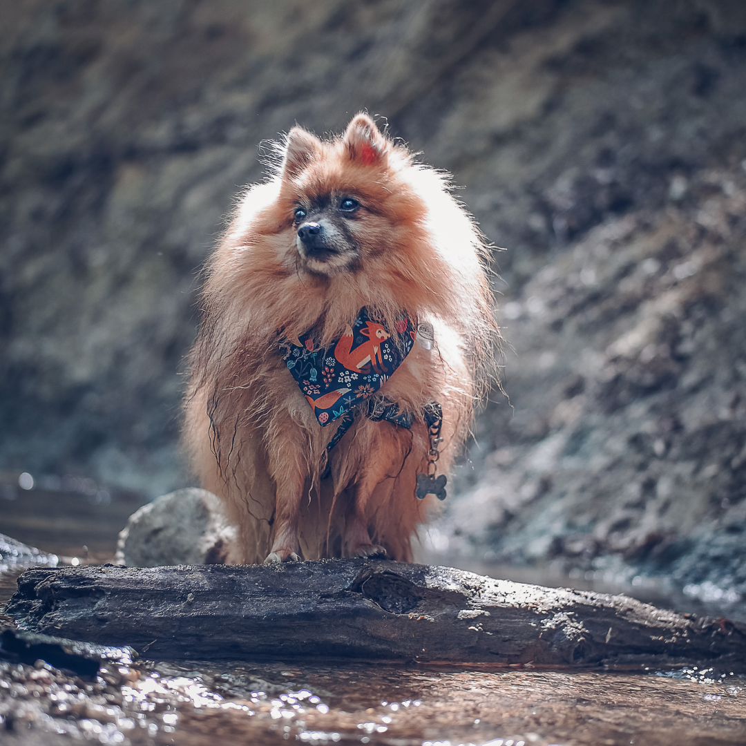 PudDesign